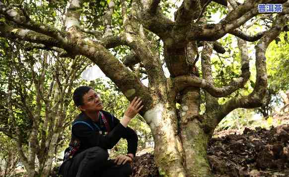 云南勐海原生态班章茶老班章08普洱茶：2018年价格全面解析