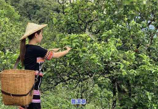 普洱茶：切忌不懂装懂，收藏必读！