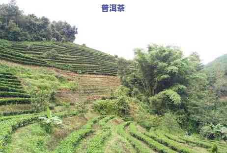 普洱茶城正在直播-普洱茶城正在直播的是谁