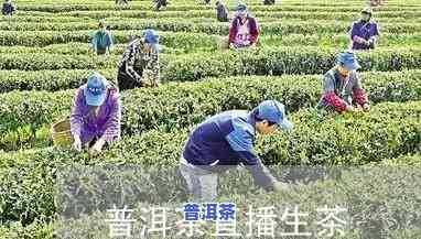 普洱茶的糯香是什么滋味-普洱茶的糯香是什么滋味的