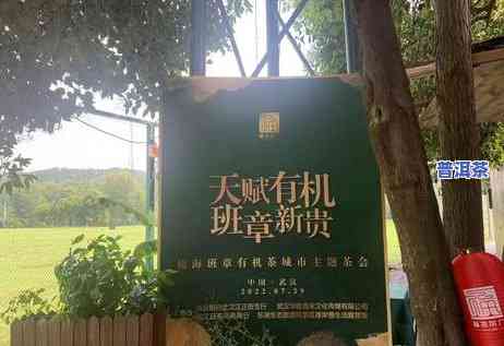 老班章更便宜多少钱，探究老班章普洱茶的市场价格，更便宜能卖到多少？