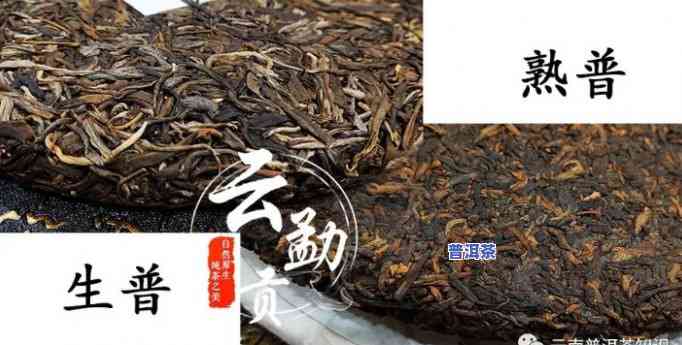 最早的普洱茶厂：探寻其历史与产地