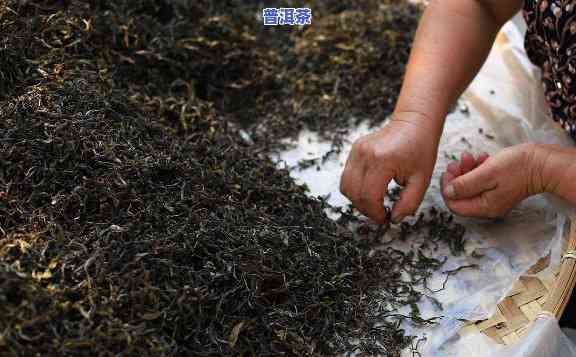 深入熟悉：普洱茶茶饼制作全过程