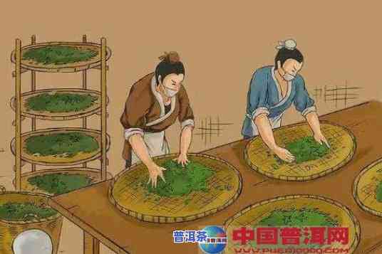 深入熟悉：普洱茶茶饼制作全过程