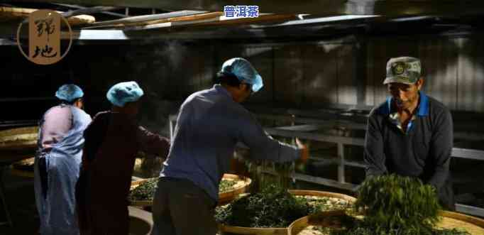 深入熟悉：普洱茶茶饼制作全过程