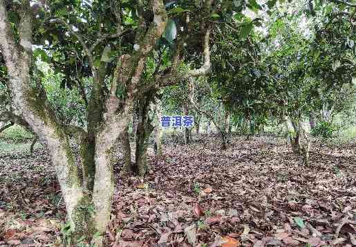 勐宋山普洱茶，探寻云南风味：品鉴勐宋山普洱茶的特别魅力