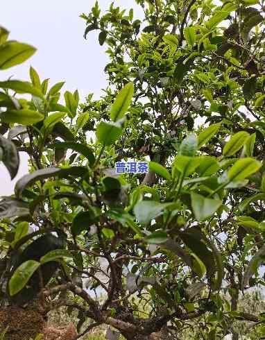 云南普洱茶好喝吗，探究云南普洱茶的口感：它真的好喝吗？