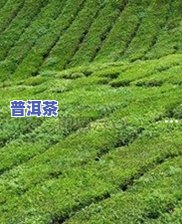 雄峰普洱茶生茶，品味雄峰普洱茶：生茶的魅力与特点