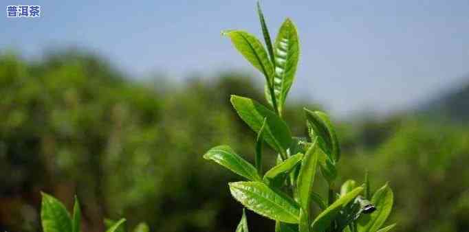 茶山箐普洱茶的好处-茶山箐的茶怎么样