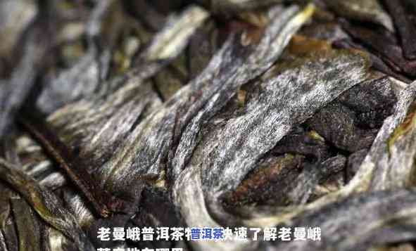 南糯山与老曼峨：口感对比评测