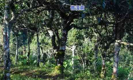 老班章熟普洱茶苦正常吗？探索老班章普洱茶的味道与特性