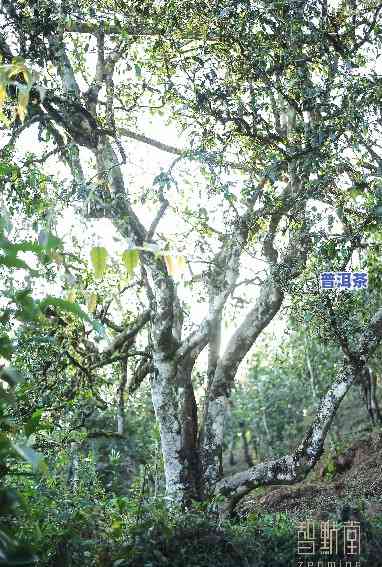 普洱茶树有多大？揭秘其树龄及高度