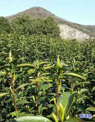 只有云南产的才叫普洱茶吗？探讨其起因及正确性