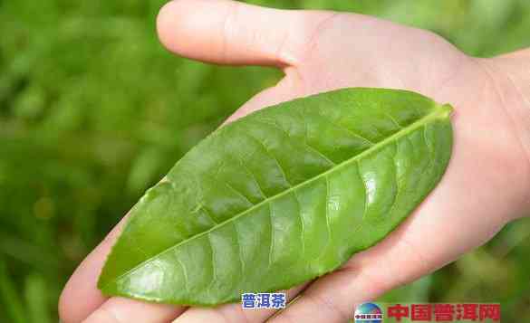 十克普洱茶有多少片叶，一片叶子的重量：十克普洱茶需要多少片叶子？