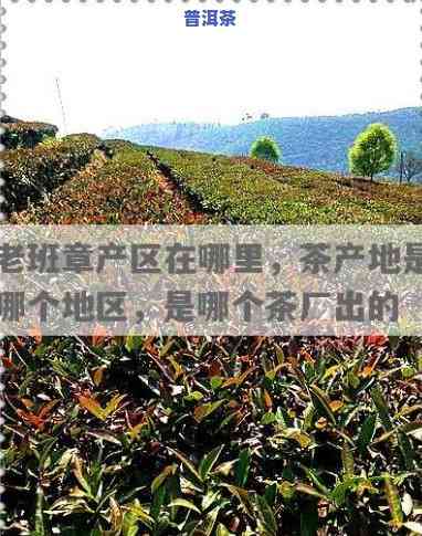 老班章普洱茶厂家：寻找更好的老班章普洱茶产地