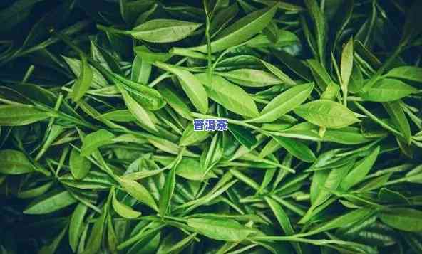 绿茶和普洱茶抗病一样吗，绿茶与普洱茶：对抗病的相似之处？