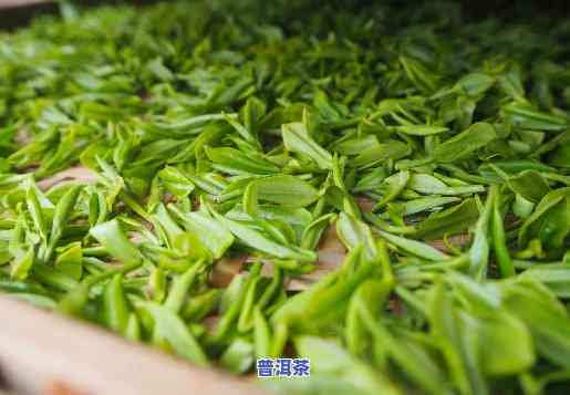 喝绿茶和普洱茶哪个好，绿茶与普洱茶：哪一种更适合你？