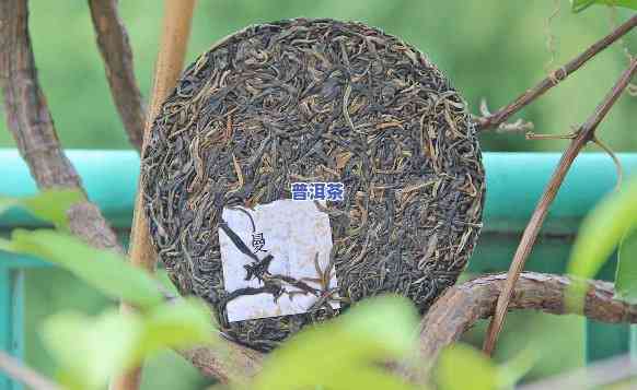 怎样沏普洱茶，完美冲泡普洱茶的技巧：从选茶到品尝的全面指南