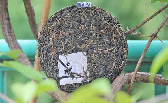 茶馆怎么泡普洱茶的视频，【教程】怎样在茶馆中冲泡美味的普洱茶？看这里！