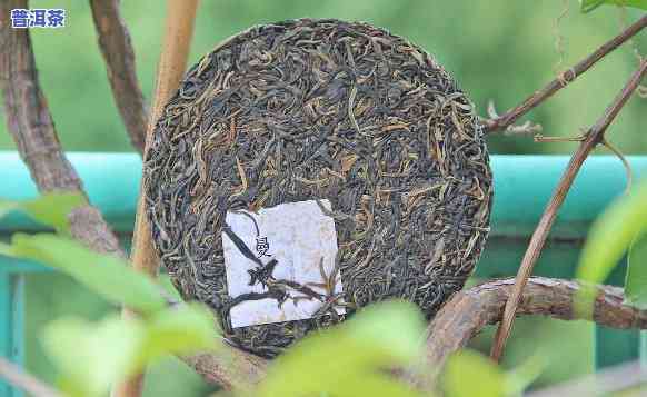 大树普洱茶冲泡方法图片教程