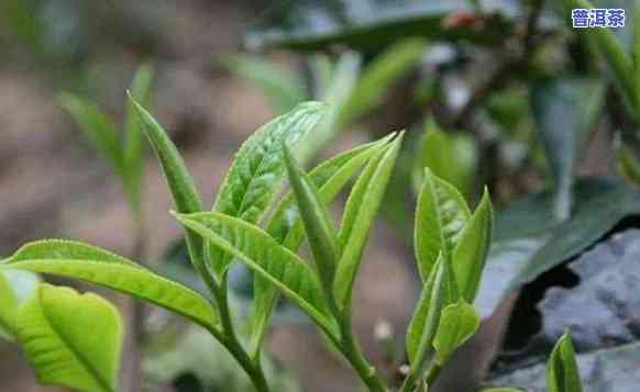 大树普洱茶有什么用价值，探秘大树普洱茶的用价值