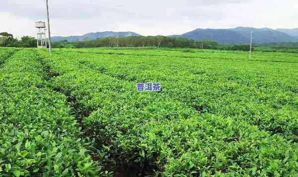 百色茶叶场地址，寻找好茶？来百色茶叶场！详细地址在这里！