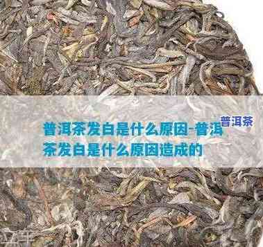 巴达山普洱茶为何不受青睐？探究其起因与品质