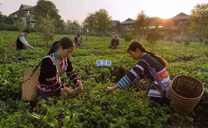 普洱茶冲泡出来有味-普洱茶冲泡出来有味道正常吗