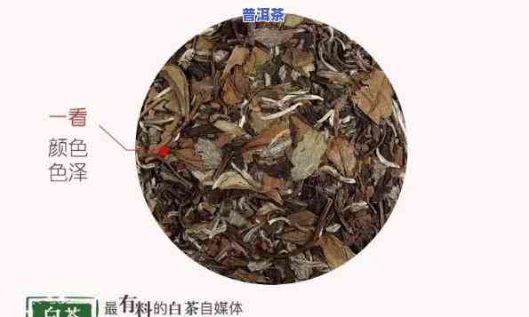 普洱茶白茶视频讲解，全面解析普洱茶与白茶：视频讲解