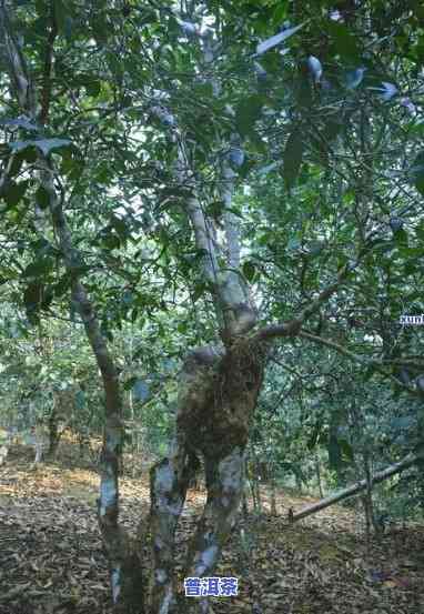 深入了解老班章山古树茶：特点与简介