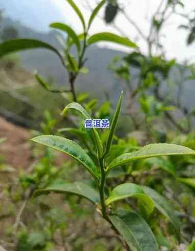 普洱茶叶子大的好还是叶子小好，普洱茶叶：大叶种和小叶种，哪种更好？