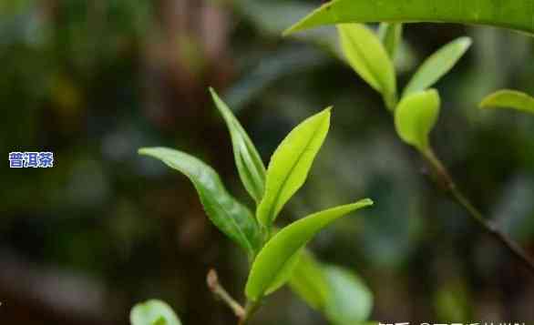 普洱秋茶和春茶的价格区别，探究普洱秋茶与春茶价格差异的起因