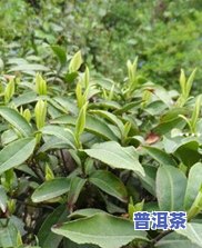 藏林300年普洱茶价格表，探究藏林300年普洱茶的价格表，熟悉这款茶叶的特别价值和市场价格