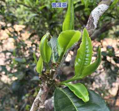 古树普洱生茶的特点及功效，探秘古树普洱生茶：特点与多重功效解析