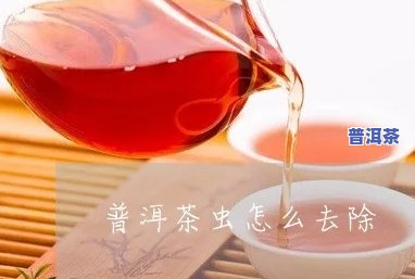 普洱茶仓怎样杀虫子最有效？详解高效方法与技巧