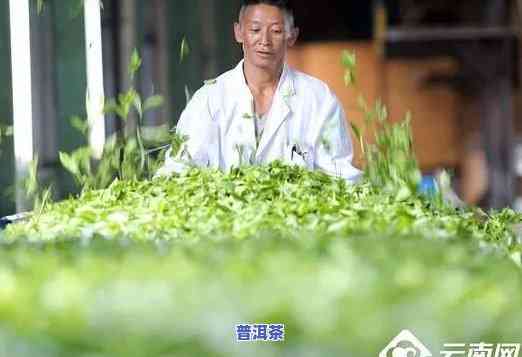 云南普洱茶顶级大师是谁，探寻云南普洱茶的顶级大师是谁？