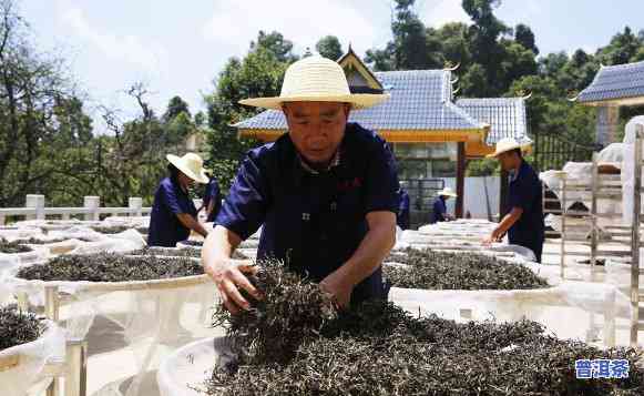 云南普洱茶顶级大师是谁，探寻云南普洱茶的顶级大师是谁？