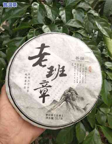 老班章多久采摘一次-老班章多久采摘一次更好