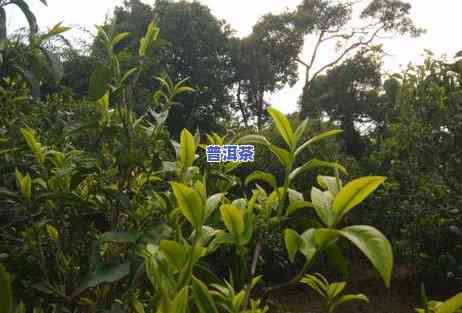 老班章有甜茶吗？老班章的甜茶与苦茶有何区别？