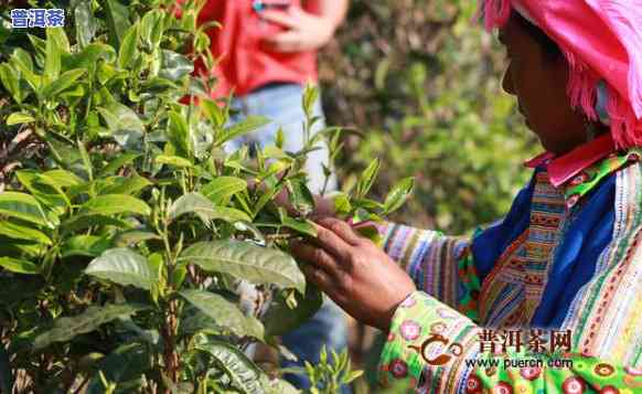 古茶树普洱茶价格，探究古茶树普洱茶的价格：了解这种独特茶叶的市场价格