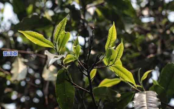 古树普洱茶功效与作用，探索古树普洱茶的神奇功效与作用