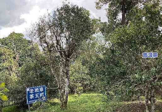 古树普洱茶功效与作用，探索古树普洱茶的神奇功效与作用