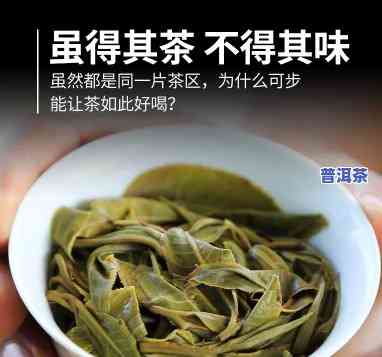 冰岛古树龙珠：熟茶or生茶？探讨其茶性与口感差异