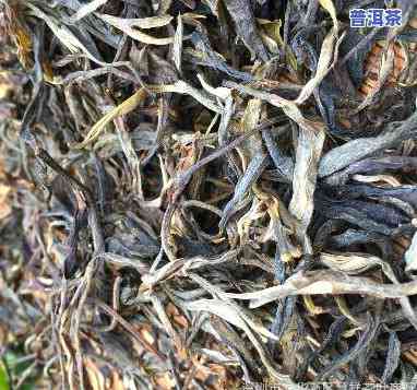 古树普洱茶散装生茶-古树普洱茶散装生茶还是熟茶