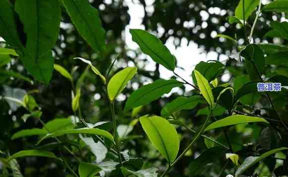 普洱茶小叶种的特点，探究普洱茶小叶种的特别特点与魅力