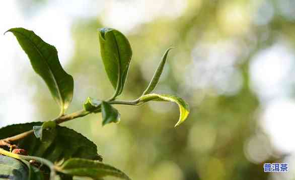 普洱茶小叶种的特点，探究普洱茶小叶种的特别特点与魅力