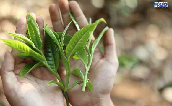 普洱茶小叶种的特点，探究普洱茶小叶种的特别特点与魅力