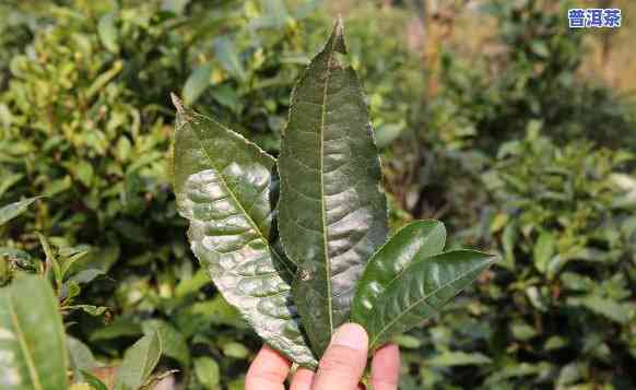 普洱茶小叶种的特点，探究普洱茶小叶种的特别特点与魅力