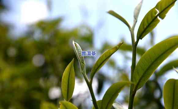 老树春尖普洱茶，品味岁月沉淀：老树春尖普洱茶的特别魅力