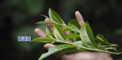 云南普洱茶名牌，品味云南：探索普洱茶名牌的世界